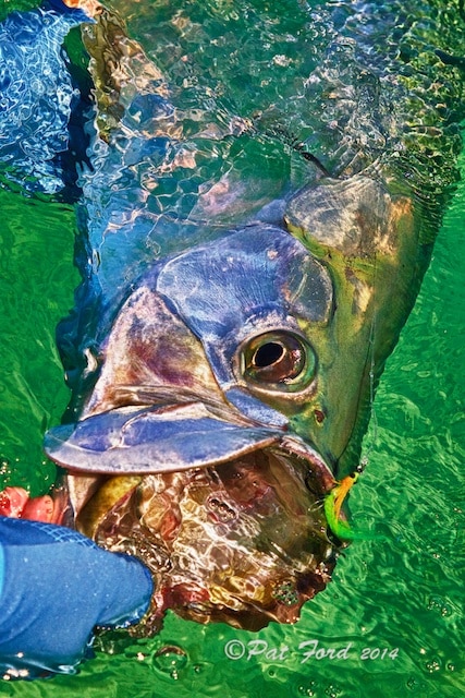 tarpon in water