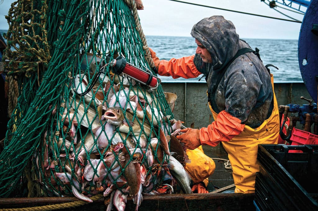 catching fish in net