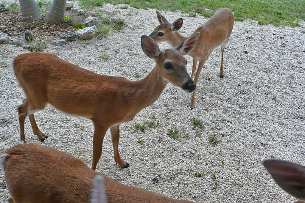 Florida Keys feer