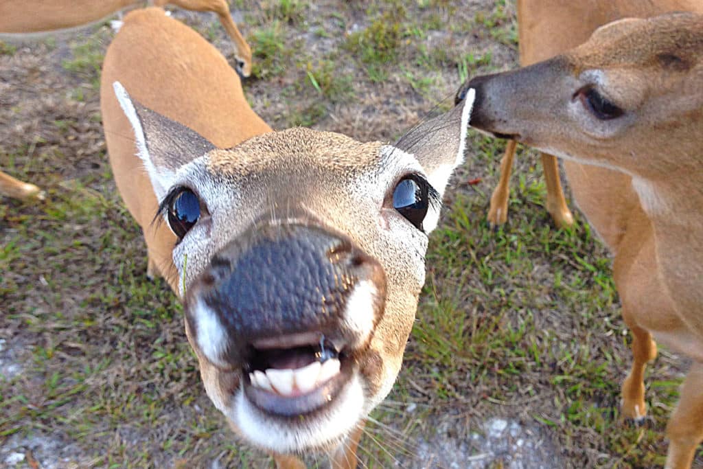 Florida Keys deer