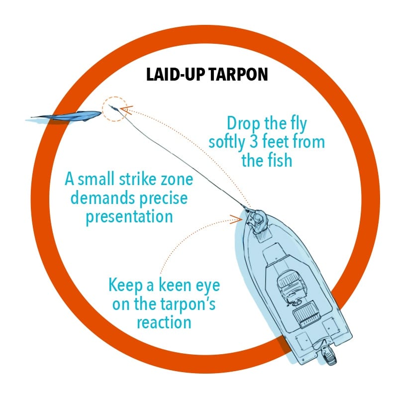 Presenting the fly to laid-up tarpon.