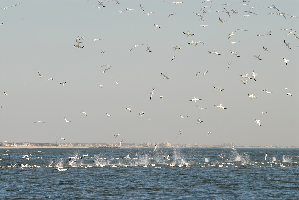 Diving Birds