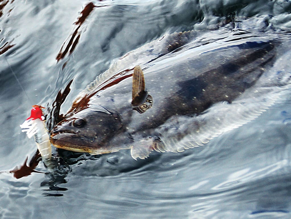 When flounder are the intended target, fish the shrimp lure down near the bottom.