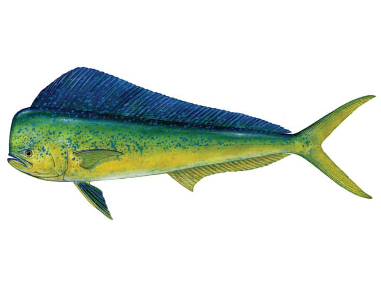 Illustration of a dolphin fish.