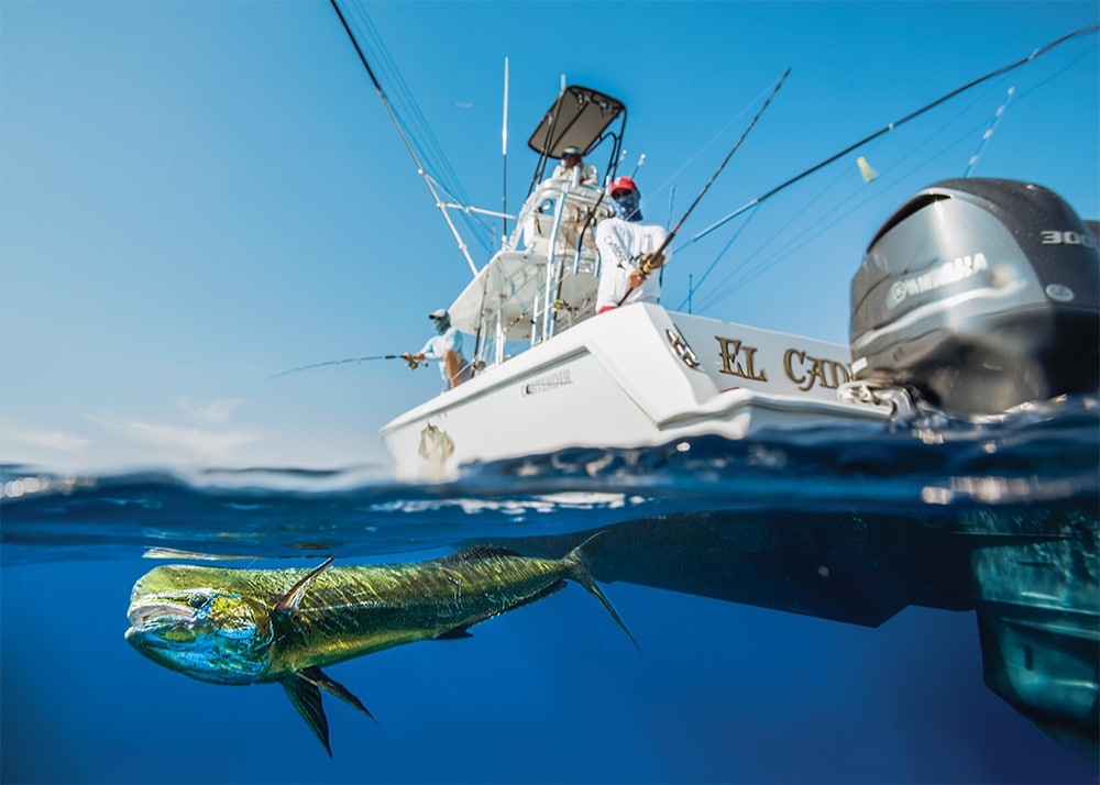 Catching a bull dolphin