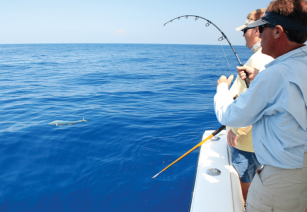 dolphin fishing