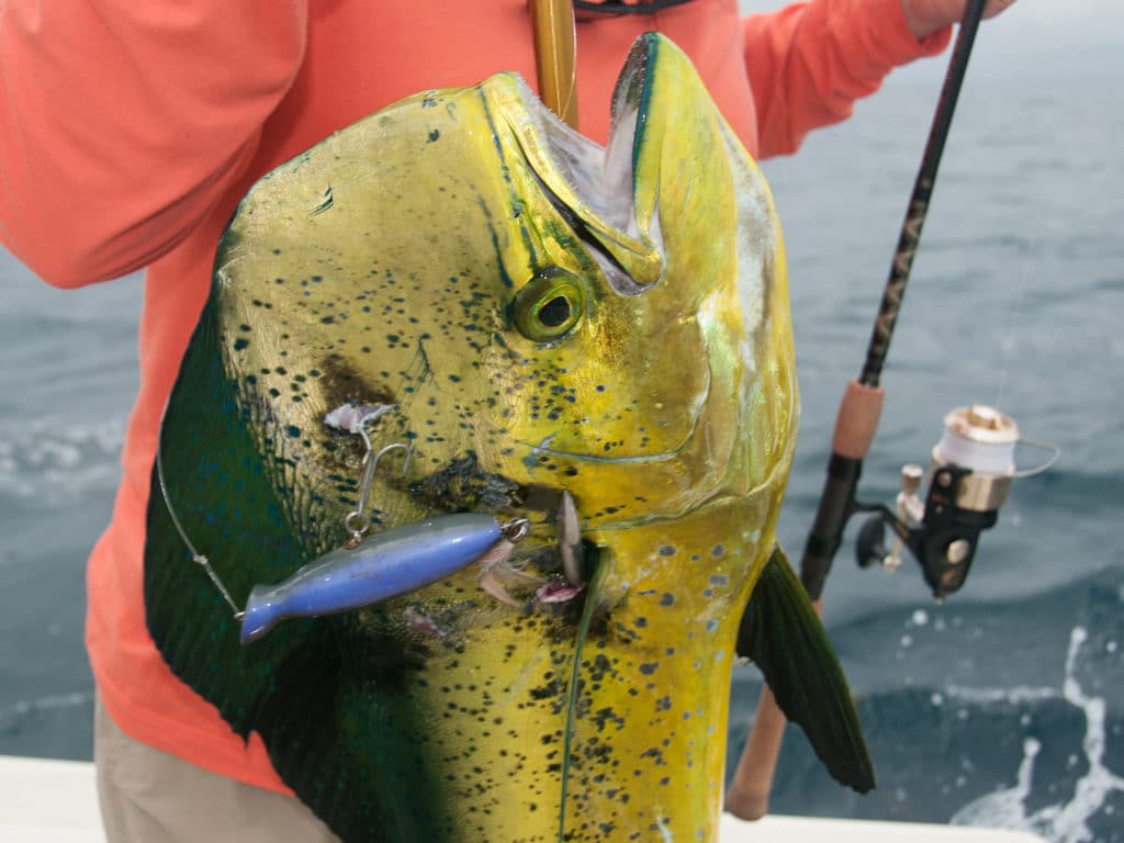 Dolphin (aka mahi or dorado) frequent the deep waters off Great Abaco, Bahamas.