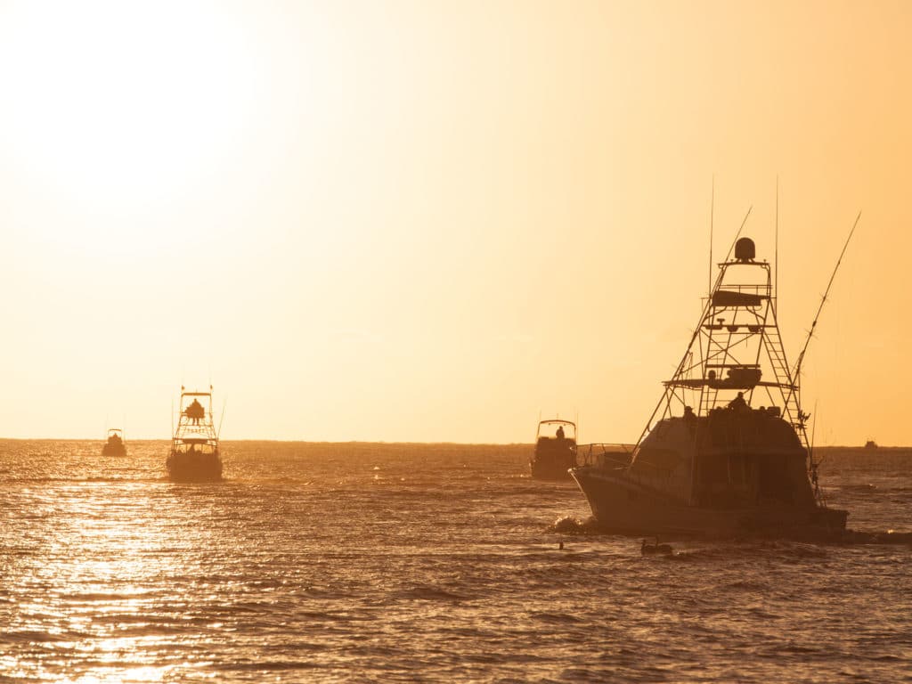 Striped Marlin Fishing Baja, Mexico