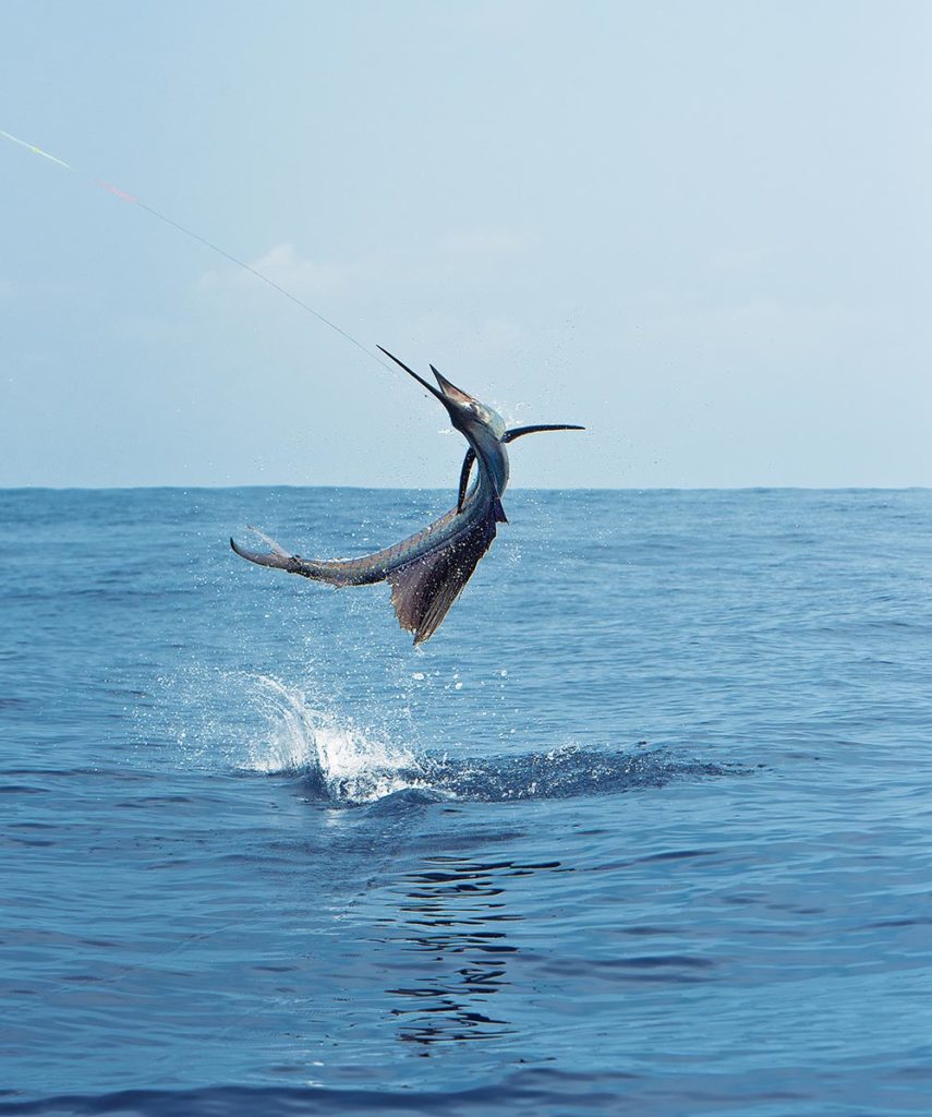 sailfish jumps offshore