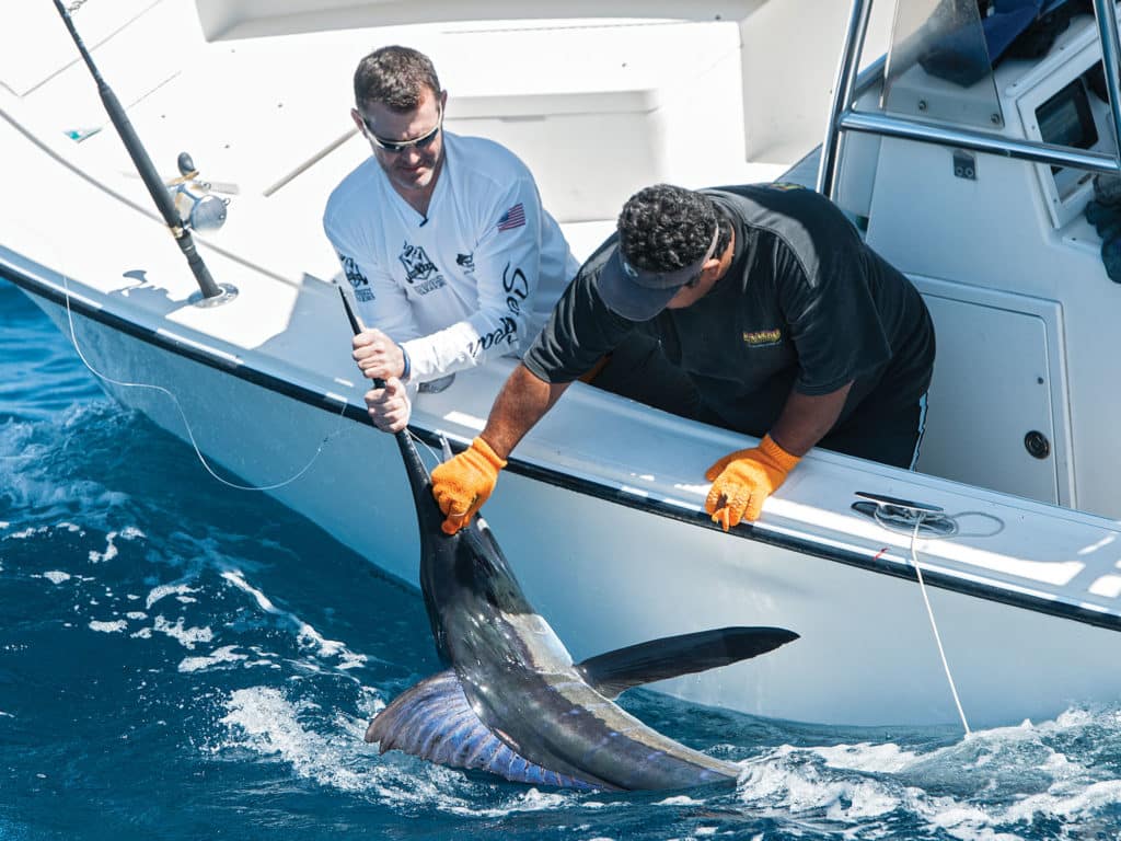 Striped Marlin Fishing Baja, Mexico