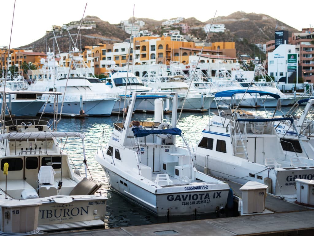 Striped Marlin Fishing Baja, Mexico