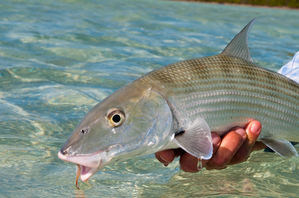 Bahamas Bonefishing Legacy