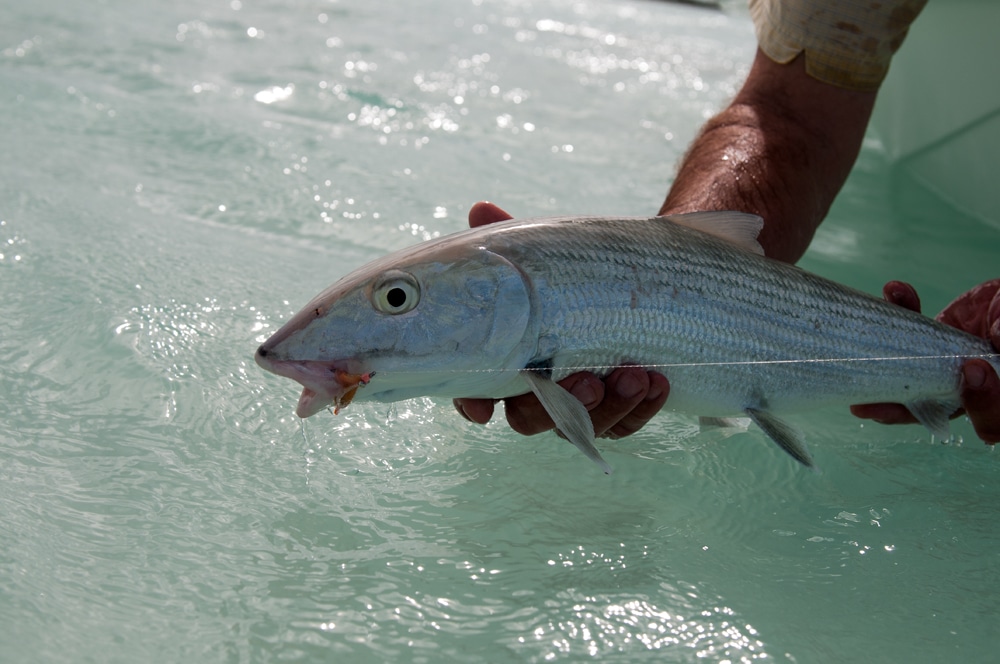 Bahamas Bonefishing Legacy