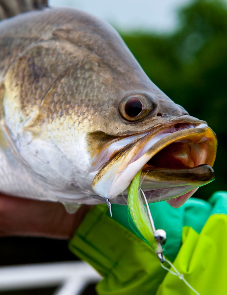 Fishing for Barramundi in Australia's Northern Territory