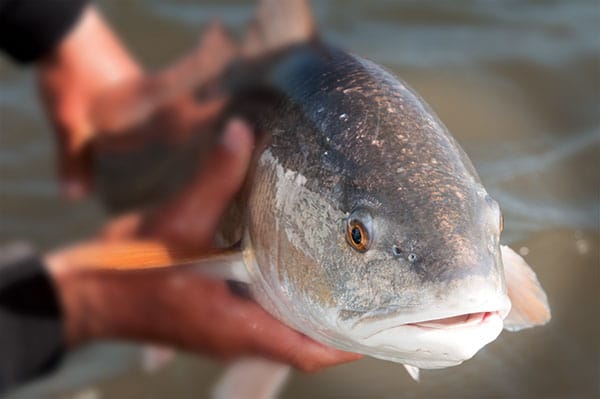 catching redfish