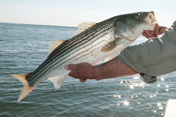 Top Striper Fishing Tips - 5
