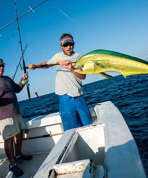 summer dolphin fishing