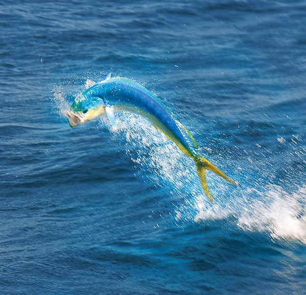summer dolphin fishing