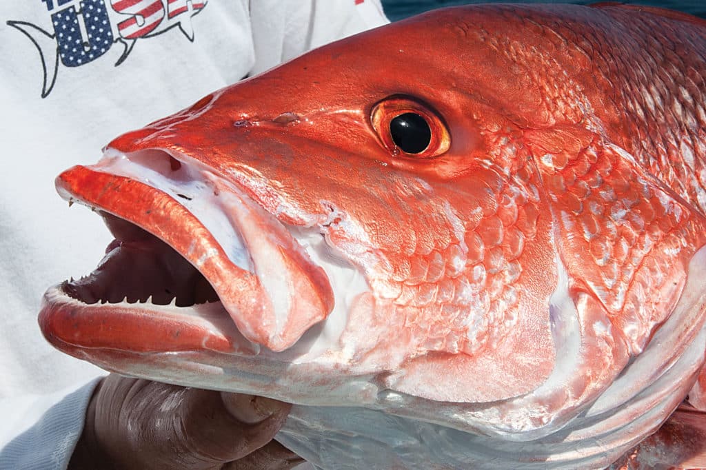 red snapper in Texas