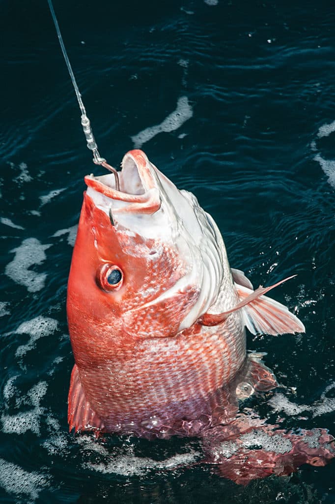 using circle hooks on red snapper