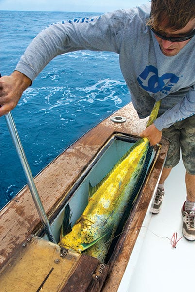 summer dolphin fishing