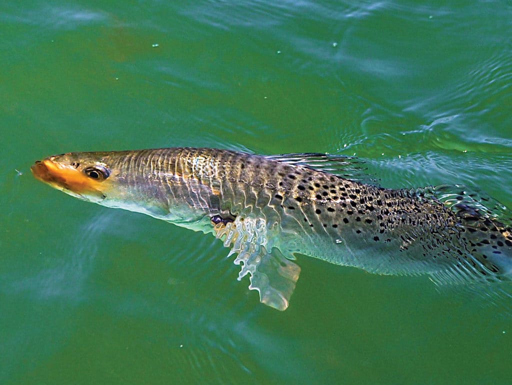 fly-fishing for speckled trout