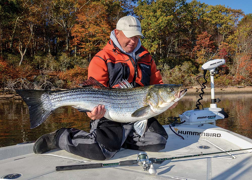 Trophy Striped Bass in Connecticut