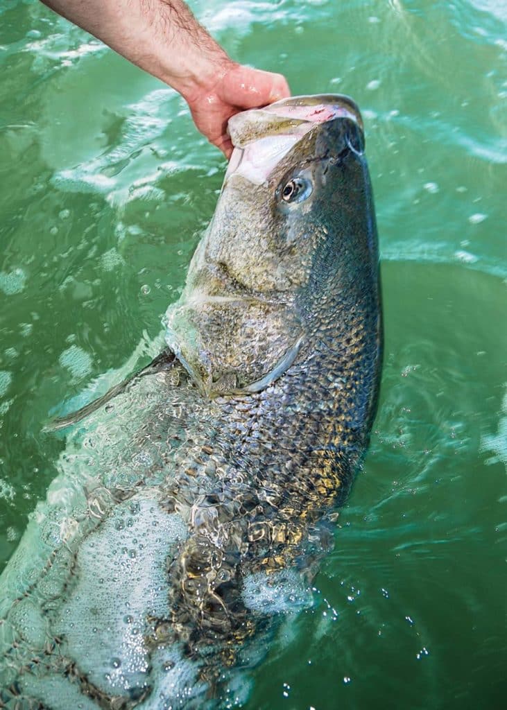 Trophy Striped Bass in Connecticut