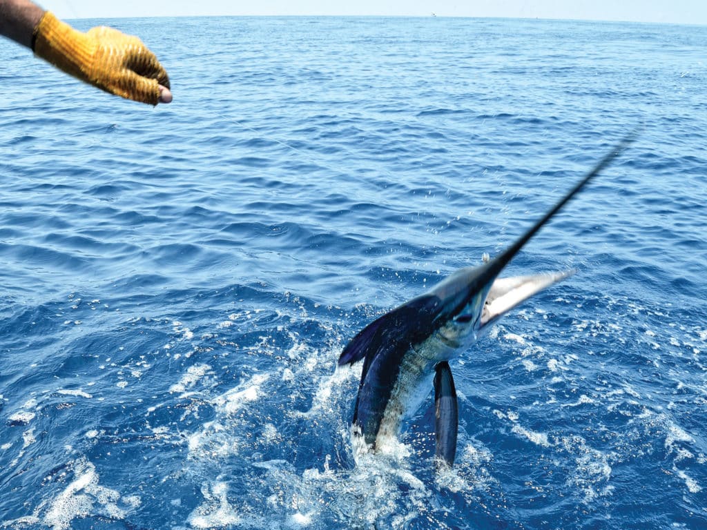 fish jumping out water