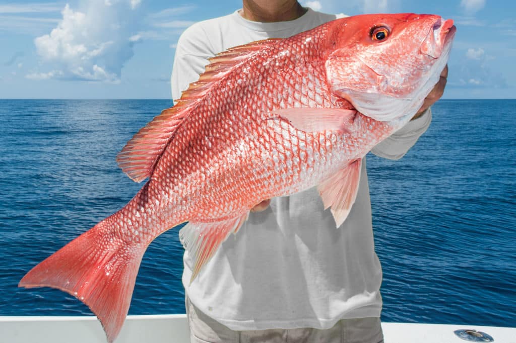 Red Snapper Fishing in Texas