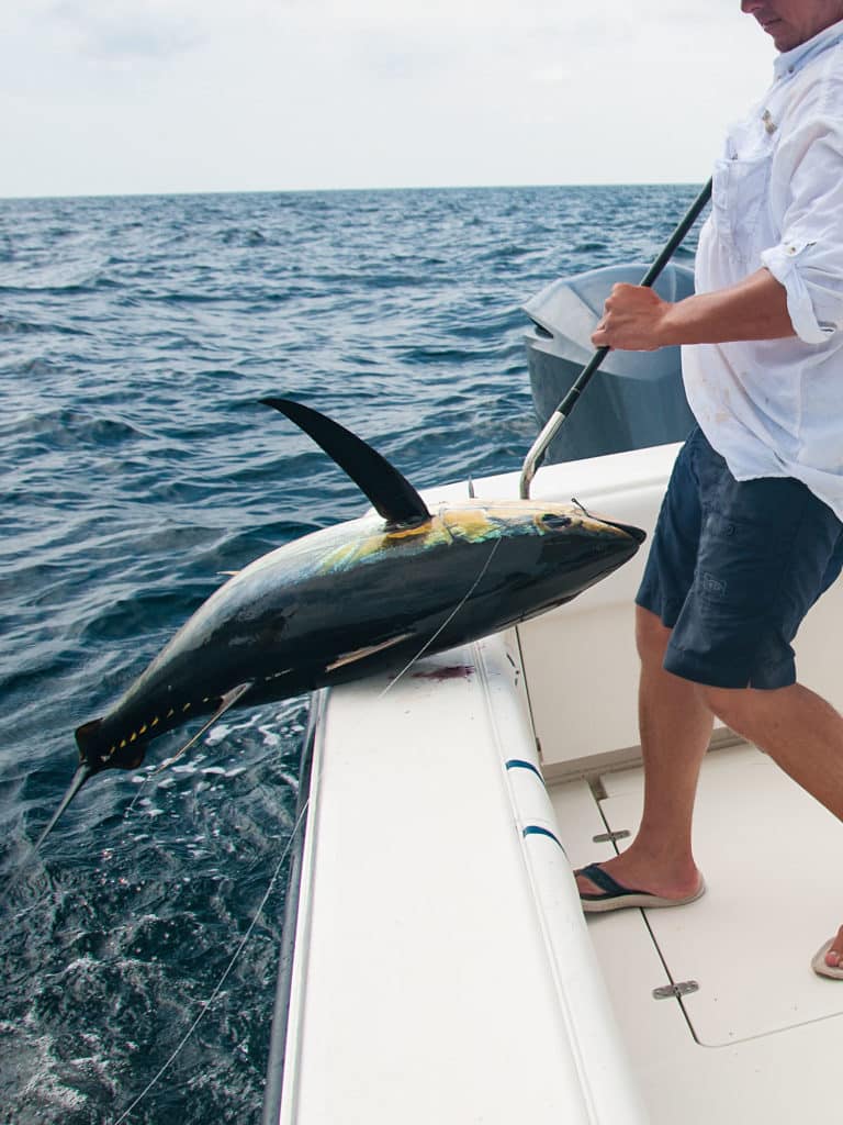 The bycatch shrimpers shoveled overboard attracts predators, including trophy yellowfin and blackfin tuna.