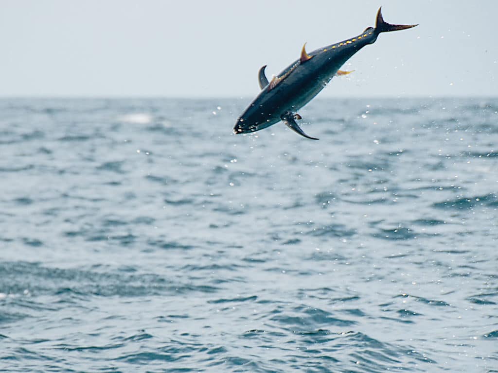 Yellowfin tuna join blackfins and bonito feeding aggressively behind shrimp boats, and they often go airborne while chasing prey on the surface.
