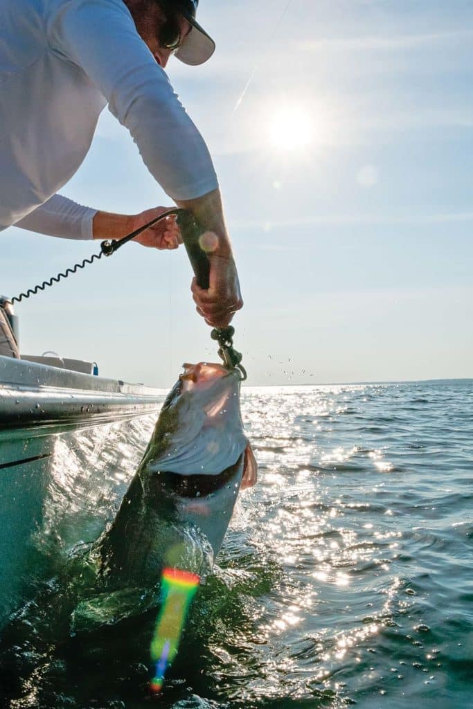 Trophy Striped Bass in Connecticut