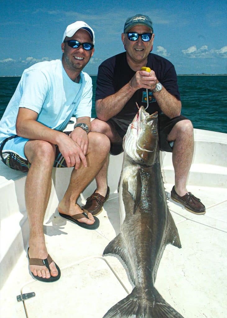 Large cobia