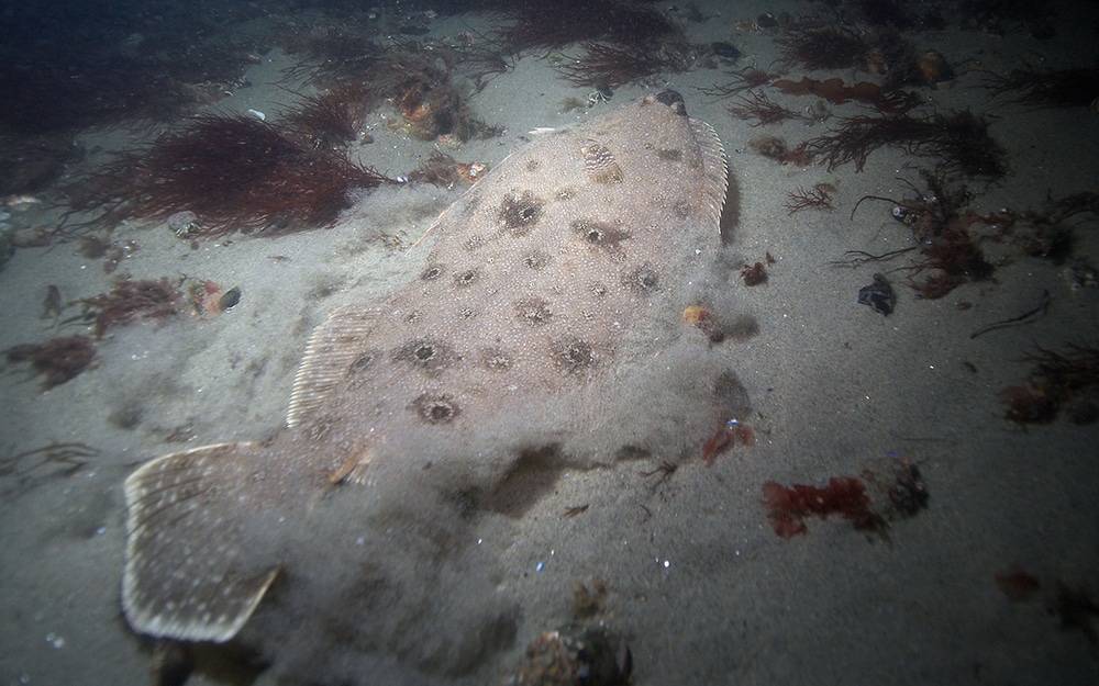 https://www.saltwatersportsman.com/uploads/2021/09/east-coast-flounder-03-1.jpg