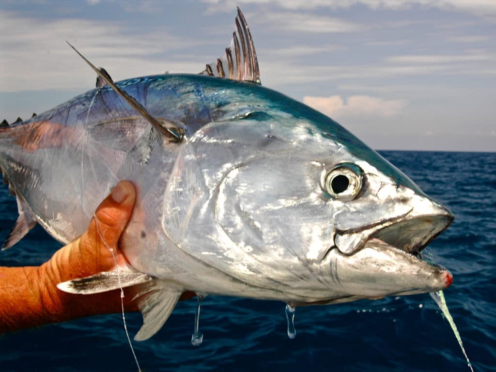 False albacore, aka albies, little tunny, and bonito, are aggressive feeders and a perfect target for fly rodders.