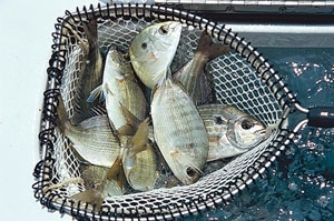 The /SWS/ Bait Encyclopedia