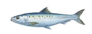 The /SWS/ Bait Encyclopedia
