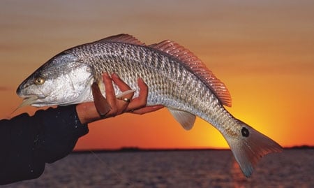 fea_redfish_450x269.jpg