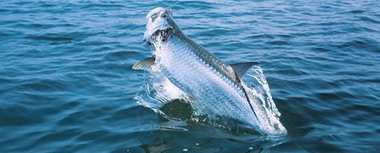 fea_tarpon1_550x222.jpg