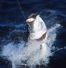 fea_tarpon_220x227.jpg