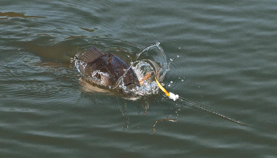 feeding-fish-redfish.jpg