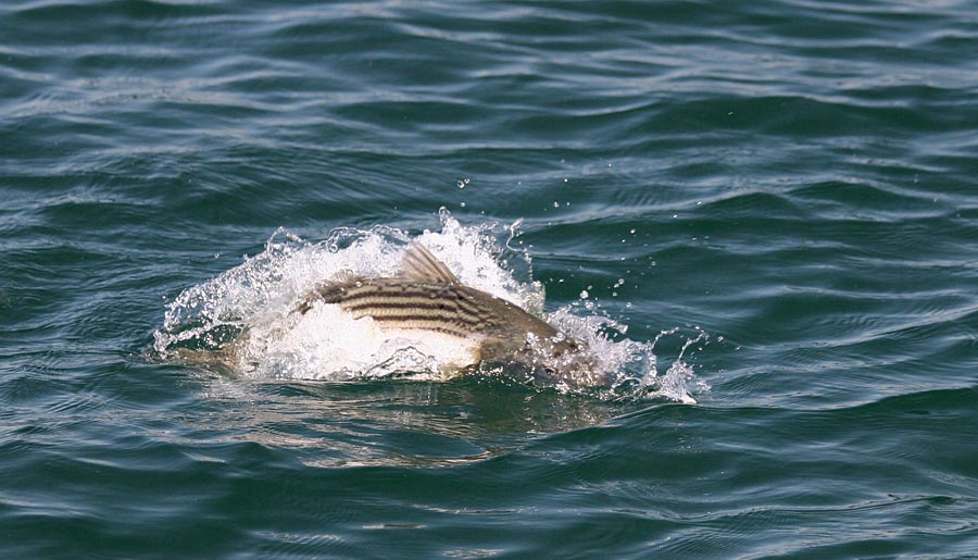 feeding-fish-striper.jpg