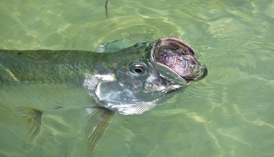 feeding-fish-tarpon.jpg