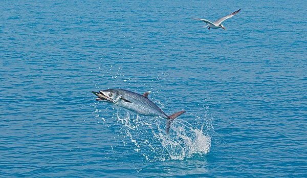 kingfish fly fishing