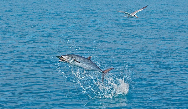 king mackerel