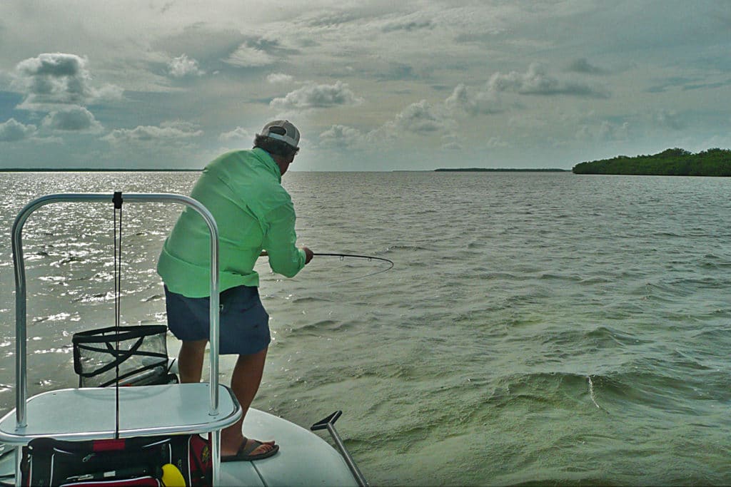 lemon sharks