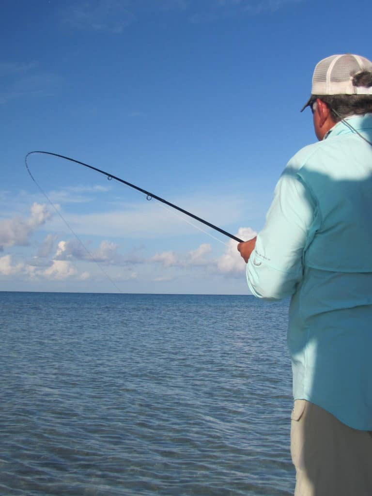 In Florida bonefish tend to tail alone or in pairs.