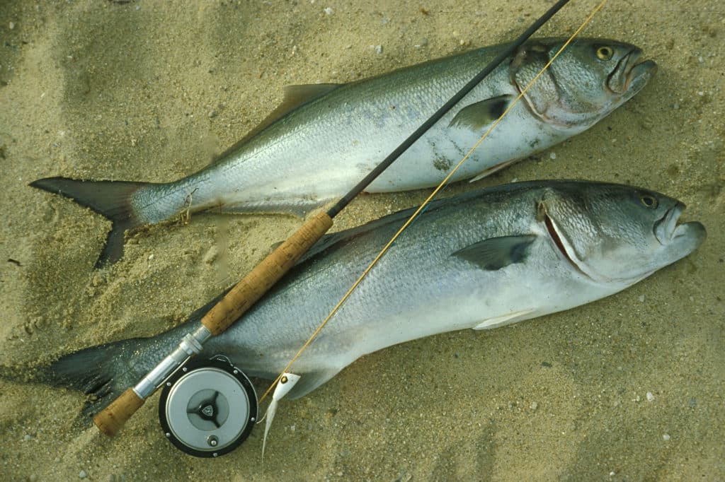 Many bluefish forage along the beaches, but unlike striped bass, they don’t tolerate an excess of suspended sand.