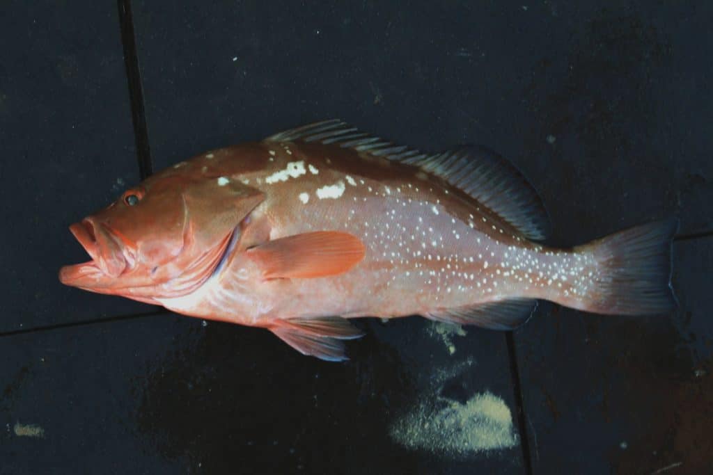 mp grouper